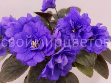 Фиалка ЛЕ-Юкон трейлер